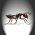 Ants NYC